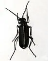 Epicauta cinctipennis - photo 2
