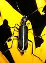 Epicauta cinctipennis - photo 3