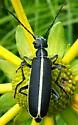 Epicauta cinctipennis - photo 4