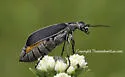 Clematis Blister Beetle - Epicauta cinerea