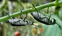 Clematis Blister Beetle - photo 2