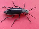 Clematis Blister Beetle - photo 3