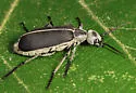 Clematis Blister Beetle - photo 4