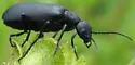 Clematis Blister Beetle - photo 5