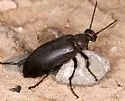 Epicauta corvina - photo 3
