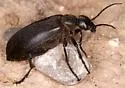 Epicauta corvina - photo 4