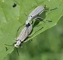 Epicauta costata