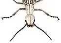 Epicauta costata - photo 3