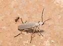 Epicauta costata - photo 4