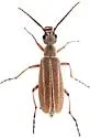 Epicauta crassitarsis