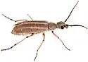 Epicauta crassitarsis - photo 2