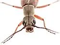 Epicauta crassitarsis - photo 3