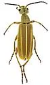 Epicauta crassitarsis - photo 4