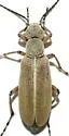 Epicauta cupraeola