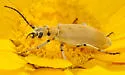 Epicauta diversipubescens