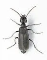 Epicauta excavatifrons