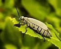 Ashgray Blister Beetle