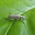 Ashgray Blister Beetle - photo 2
