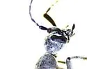 Ashgray Blister Beetle - photo 3