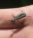 Ashgray Blister Beetle - photo 4
