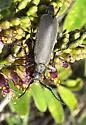 Ashgray Blister Beetle - photo 5