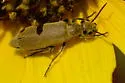 Epicauta ferruginea