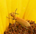 Epicauta ferruginea - photo 2