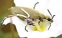 Epicauta ferruginea - photo 3