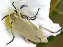 Epicauta ferruginea - photo 4