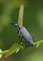 Florida Blister Beetle