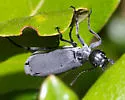 Florida Blister Beetle - photo 2