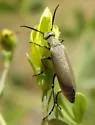 Florida Blister Beetle - photo 3