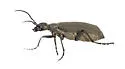 Florida Blister Beetle - photo 4