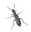 Florida Blister Beetle - photo 5