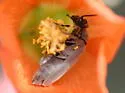 Epicauta fortis