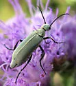 Epicauta heterodera - Epicauta heterodera
