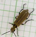 Epicauta heterodera - photo 2