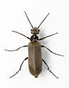 Epicauta heterodera - photo 4