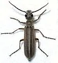 Epicauta hirsutipubescens