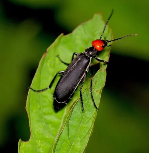 Epicauta hirticornis