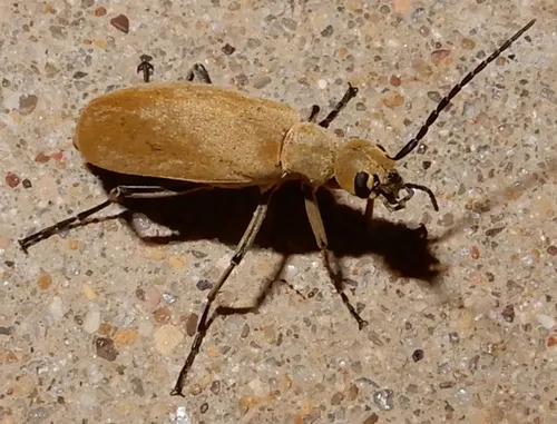 Epicauta immaculata