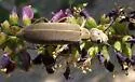 Epicauta ingrata - Epicauta ingrata
