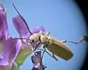 Epicauta ingrata - photo 3