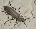 Epicauta lauta - photo 2