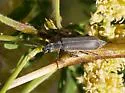Epicauta liebecki