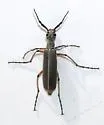 Epicauta liebecki - photo 2
