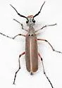 Epicauta liebecki - photo 3
