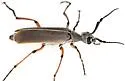 Epicauta liebecki - photo 4
