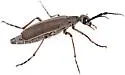 Epicauta liebecki - photo 5