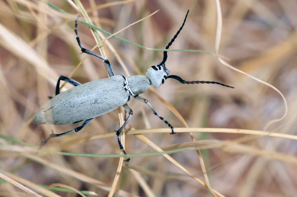 Epicauta longicollis - photo 2